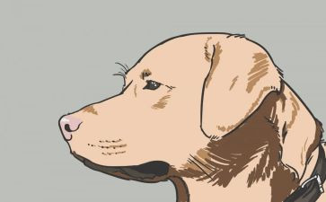 流浪犬读后感6篇