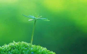 珍爱生命,作文通用7篇