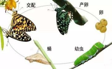 媒生物防制工作计划8篇
