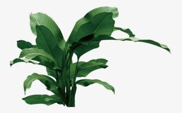 亲子植树活动方案6篇