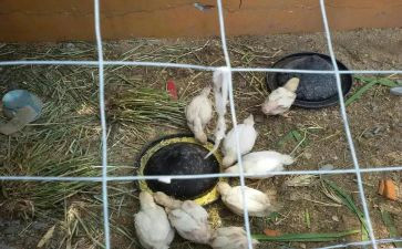 动物饲养工作总结5篇