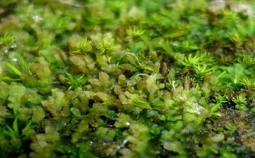 苔的读后感优秀5篇