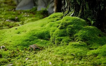 苔的读后感推荐7篇