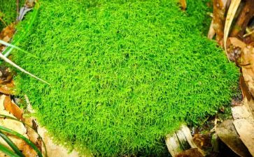 古诗苔的演讲稿5篇