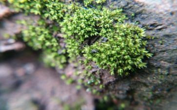苔的读后感优质6篇