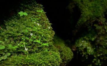 苔的读后感参考8篇