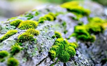 苔读后感300字优质5篇