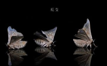 蜕变与成长作文7篇