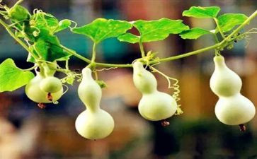 宝葫芦的读后感6篇