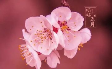 感恩五月演讲稿5篇