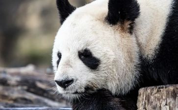 笑猫日记23读后感优秀7篇