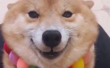 笑猫日记25读后感通用7篇