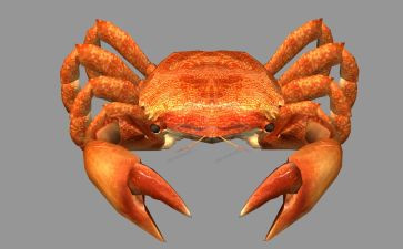 小螃蟹的教案推荐8篇