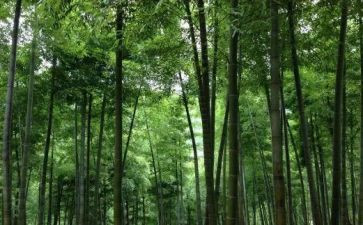 写物的高中作文8篇