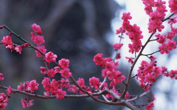 写物品作文模板6篇