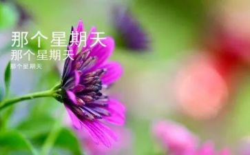 星期天,作文最新5篇