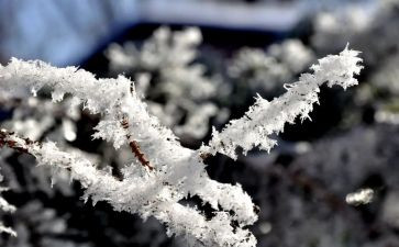 读后感雪的读后感的作文模板8篇