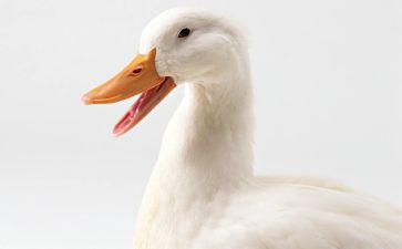 小鸭鸭上幼儿园教案8篇