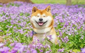 过春节有趣的事作文模板5篇