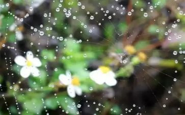 雨中的猫的读后感5篇