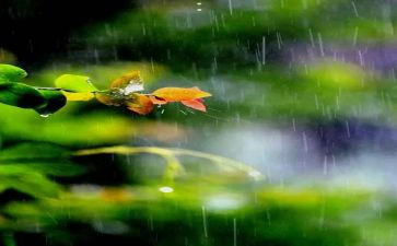 雨读后感100字最新8篇