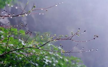 雨作文1000字最新6篇