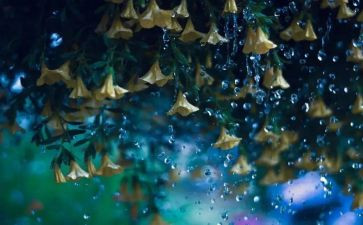 春雨满分作文8篇