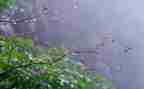 雨作文1000字最新6篇