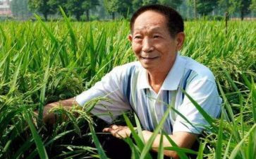 有关于袁隆平的事迹5篇