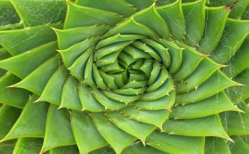 描写植物的作文优秀5篇