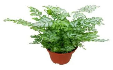 植物染心得体会7篇