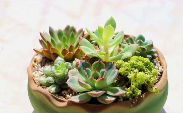 描写植物的作文600字7篇