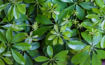 朋友植物朋友作文300字6篇