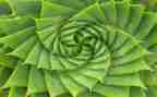 描写植物的作文优秀5篇