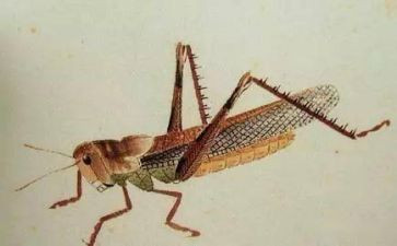 抓蝈蝈作文300字模板7篇