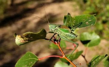 抓蝈蝈作文300字5篇